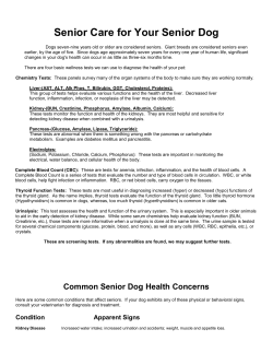 Senior Care for Your Senior Dog