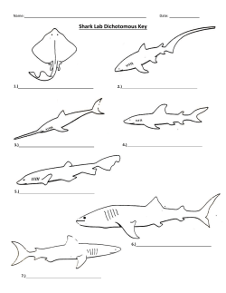 Name: Date: Shark Lab Dichotomous Key Shark Lab Dichotomous