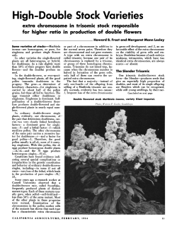 High-Double Stock Varieties