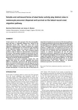 Soluble and cell-bound forms of steel factor activity play distinct