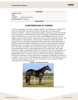 conformation of horses