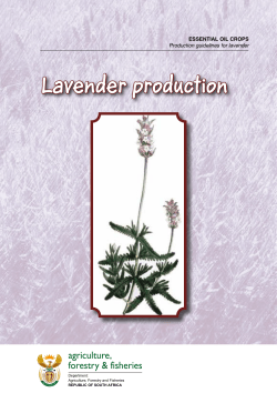 Lavender production - Department of Agriculture, Forestry and