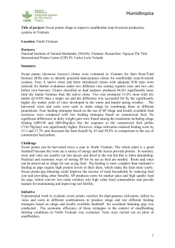 Searching feeding strategies with sweet potato silage