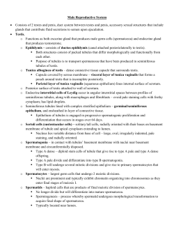 Male Reproductive System