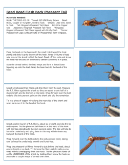 Bead Head Flash Back Pheasant Tail