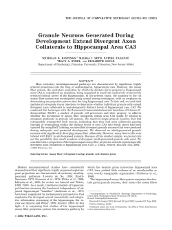 Granule neurons generated during development extend divergent
