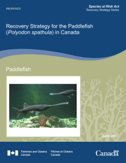 Proposed Recovery Strategy for the Paddlefish (Polyodon spathula