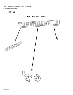 protein synthesis &ndash; transcription