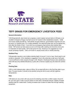 Teff production as an alternative feed source