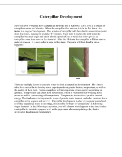 Caterpillar Experiment Activity
