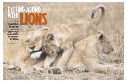 GETTING ALONG WITH LIONS mj-2