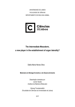 The Intermediate Mesoderm, a new player in the establishment of