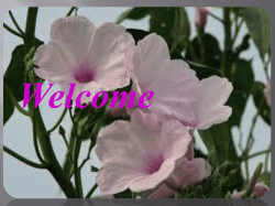 This is simple sentence