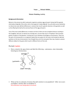 Meiosis Modeling Activity