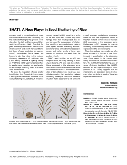 SHAT1, A New Player in Seed Shattering of Rice
