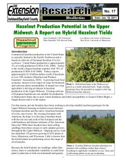 Hybrid Hazelnut Yield Potential in the Upper Midwest
