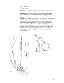Grasses-Accts 1