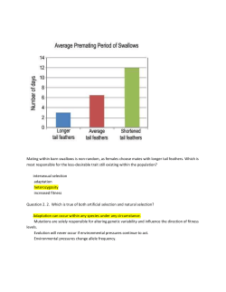 Mating within barn swallows is non