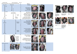 0 1 4 5 2 3 Absent Starting Well defined Skin of belly opaque