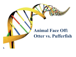 Otter vs. Pufferfish