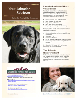 How We`ll Keep Your Labrador Retriever Healthy