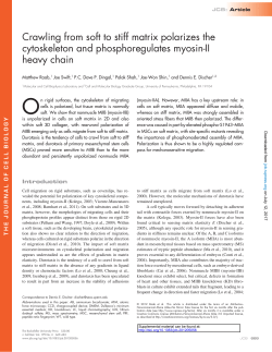 Crawling from soft to stiff matrix polarizes the cytoskeleton and