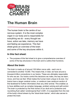 The Human Brain - The Brain Tumour Charity