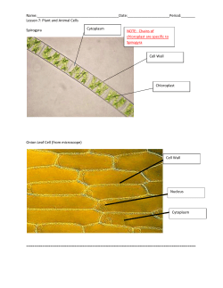 Name: : :______ Lesson 7: Plant and Animal Cells NOTE: Chains of