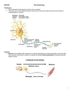 The Neuron - Austin Community College