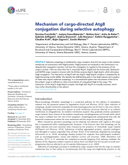 Mechanism of cargo-directed Atg8 conjugation during selective
