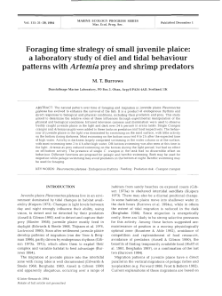 Foraging time strategy of small juvenile plaice: a