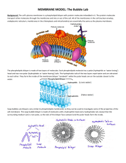 MEMBRANE MODEL: The Bubble Lab