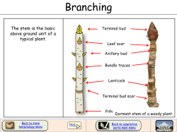 Branching