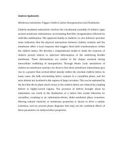 Membrane Indentation Triggers Clathrin Lattice Reorganization and Fluidization