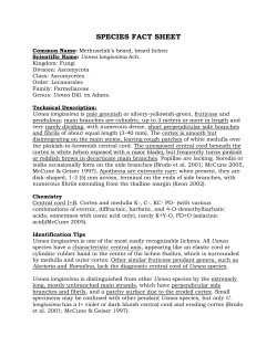 Lichen documentation - individual species
