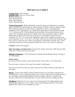 Lichen documentation - individual species