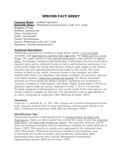 Lichen documentation - individual species