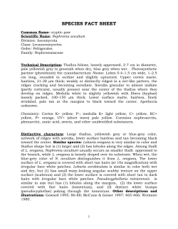 Lichen documentation - individual species