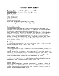 Lichen documentation - individual species