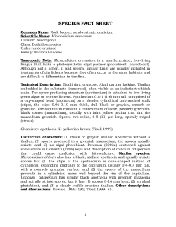 Lichen documentation - individual species