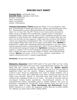 Lichen documentation - individual species
