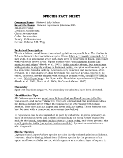 Lichen documentation - individual species