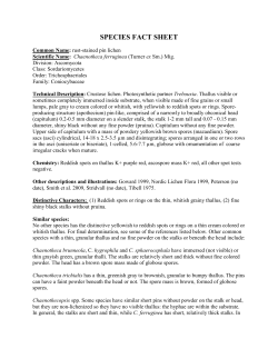 Lichen documentation - individual species