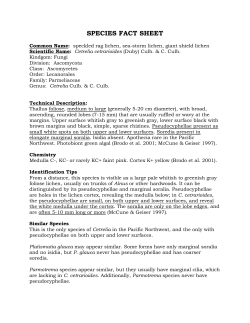 Lichen documentation - individual species