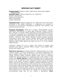 Lichen documentation - individual species