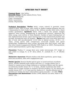 Lichen documentation - individual species