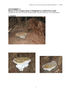 Attachment 3 - Photos of the 5 shapes/types of conks