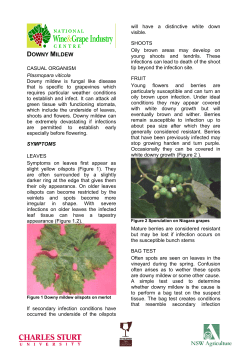 Fact sheet about Downy Mildew (edited November 2000)