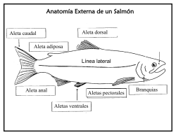 Anatom a de un Salm n