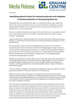 Identifying optimal choices for livestock production and mitigation of photosensitisation in sheep grazing Biserrula